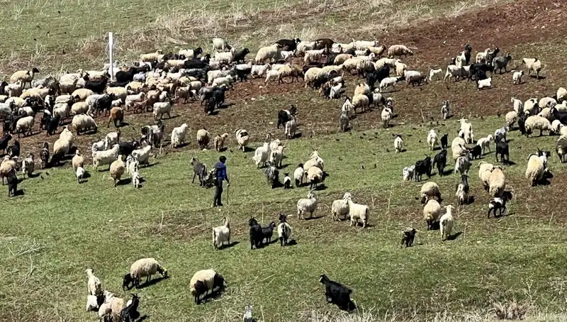 Çoban Krizi Büyüyor: 70 Bin Lira Maaşı Beğenmeyen Çobanlar Neden İsyan Etti?
