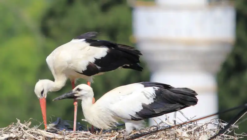 Leylek Köyü, Yaren Leyleği Kıskandıracak: 8 Kat Fazla Yuva!