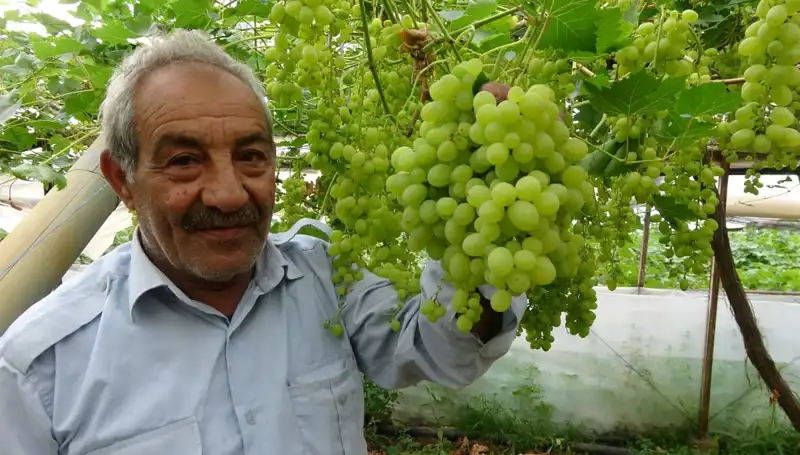Zirai Don Etkisiyle Meyve Fiyatlarında Şok Artış: İlk Ürünler 250 TL!