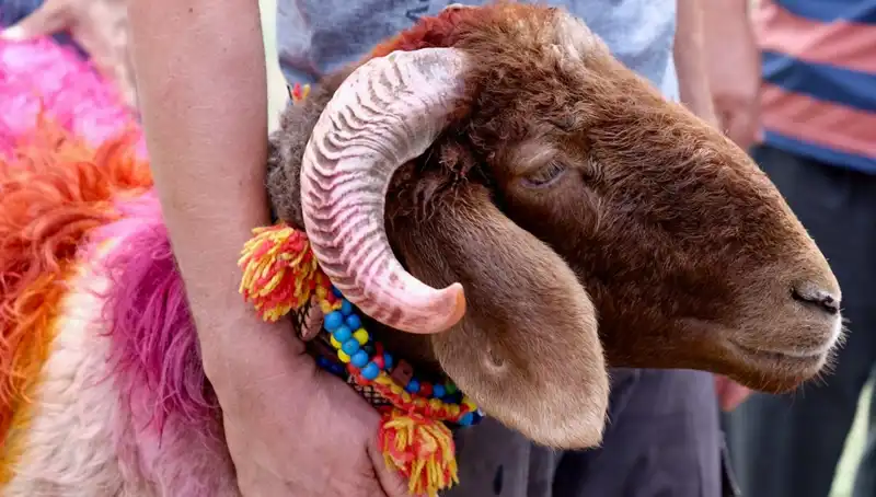 Kurban Bayramı 2023: Hangi Gün Başlıyor ve Ne Zaman Kutlanacak?