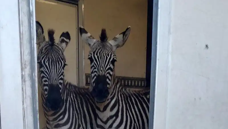 Sınırda Durdurulan Minibüste Şaşırtan Hayvanlar: 2 Zebra, 6 Maymun ve Daha Fazlası