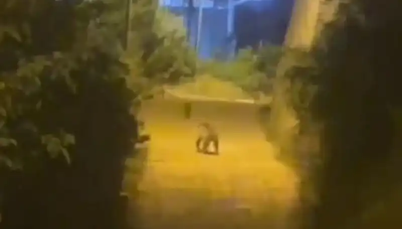 Gümüşhane'de Şehir Merkezine İnen Ayı, Vatandaşları Korkuttu!