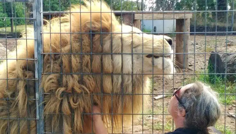 Avustralya'da Aslan Saldırısı: Kafes İçindeki Kadının Kolunu Kapmıştı
