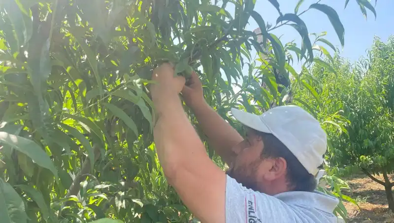 Fiyatı 50 Lira Olan Bu Ürün İçin Hasat Heyecanı Başladı