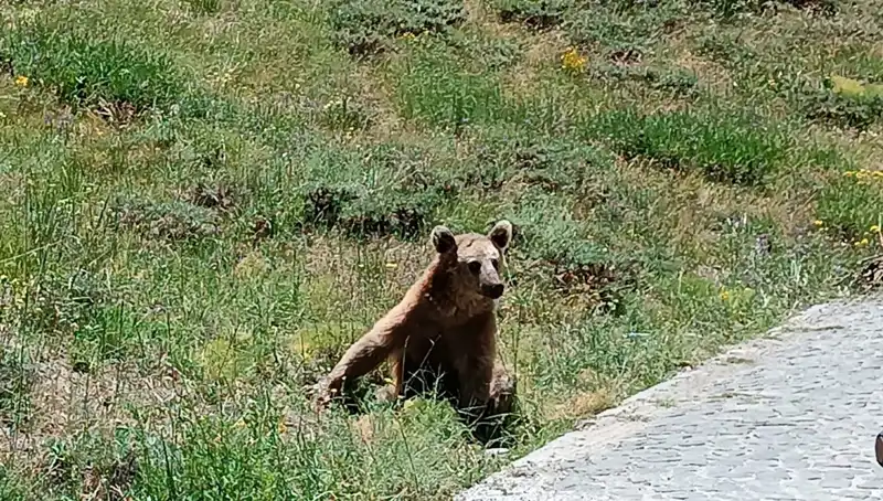 Nemrut Dağı'na Giden Vatandaşlara Önemli Bozayı Uyarısı!