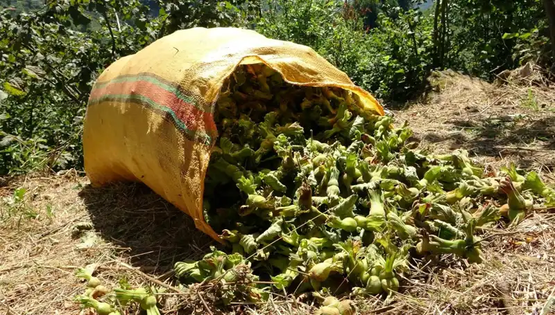 Fındık Hasadı Giresun'da Coşkuyla Başladı: Üreticilerin Yüzü Güldü