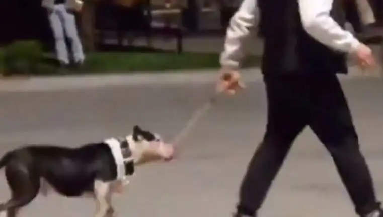 Ağızlıksız Pitbull Sahibine Para Cezası: Güvenlik İhlali ve Sonuçları