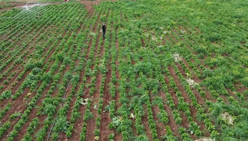Kuraklık Marul Hasadını Vurdu: Çiftçiler Ne Yapacak?