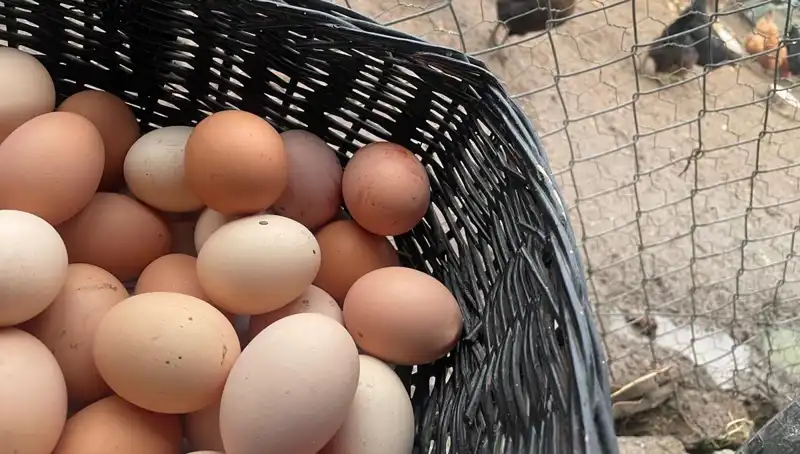 Okulların Açılması ile Fiyatlar Düşecek: Dünyanın En Ucuz Proteini!
