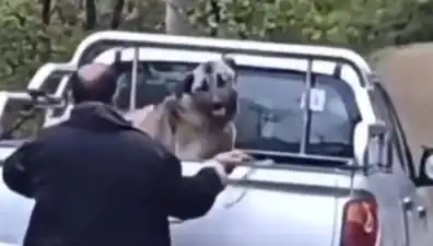 : Trabzon'da Şok Eden Olay: Köpeğe Halatla Vahşet!