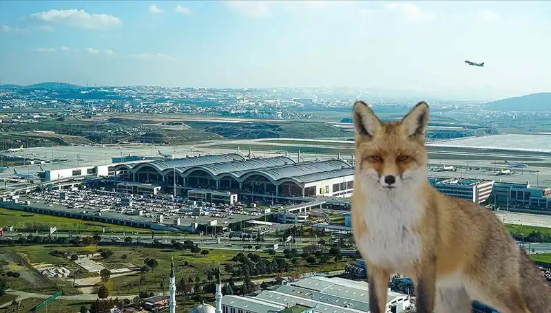 Sabiha Gökçen Havalimanı'nda Tilki Alarmı: Neler Oluyor?