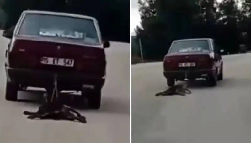 Otomobille Sürüklenen Köpeğin Dramı: Sokaklarda Şok Edici Anlar