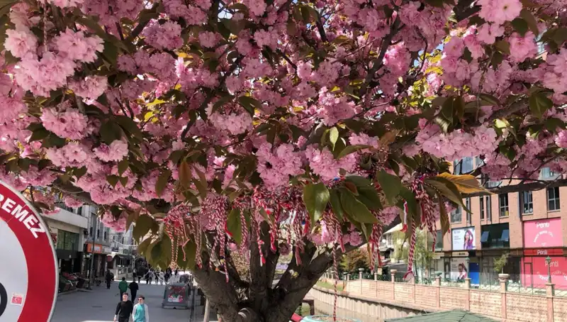 Süs Erik Ağacına Martenitsa Bağlandı: Geleneksel Bir Ritüelin Anlamı