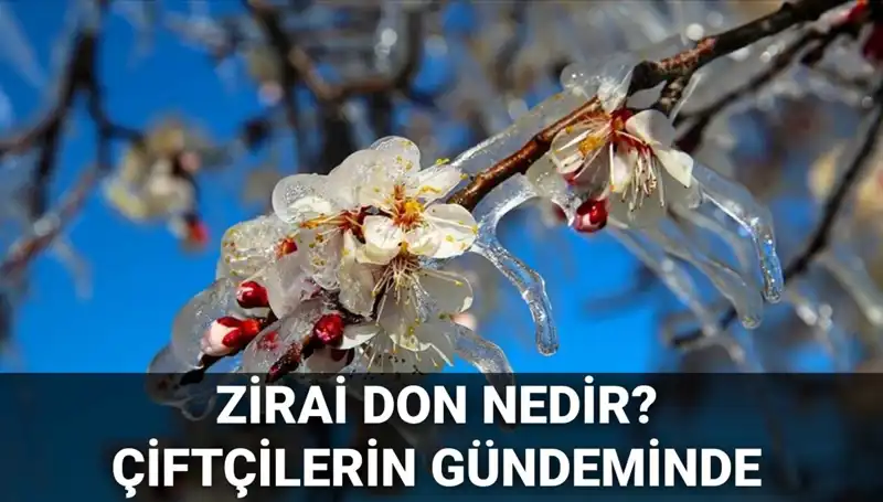 Zirai Don Tehlikesi: Çiftçilerin Zararları Nasıl Karşılanacak?