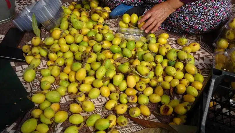 Muşmula Hasadında Fiyatlar Şaşırtıyor: Kilosu 150 TL Olunca Ne Olacak?