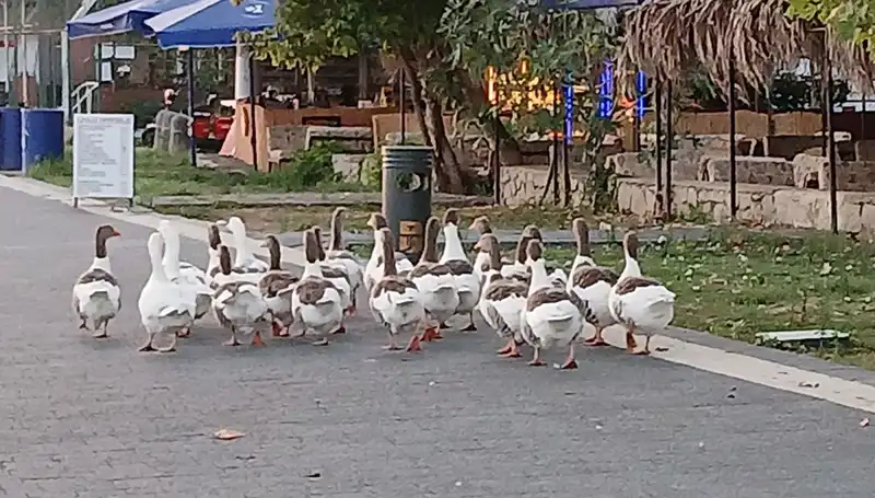 Denizde Yüzdüler, Kümese Kapandılar: Kazların Trajedi Dolu Hikayesi