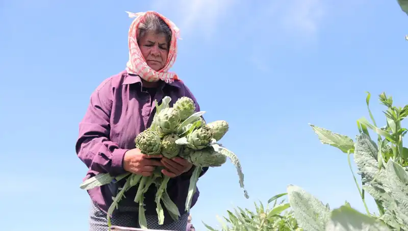 Tarladan Sofralara: Tezgahta Sadece 50 TL'ye Satılan Ürünler