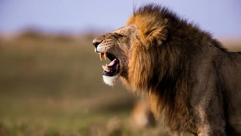 14 Yaşındaki Kızın Aslan Saldırısı Sonucu Hayatını Kaybetmesi: Trajik Olay