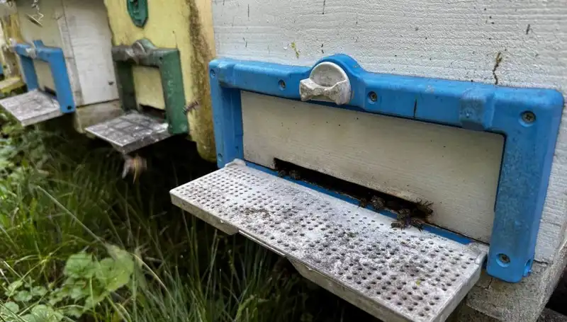 Dedesinin Nasihatiyle Başlayan Yolda 1 Ton Üretim Hedefi