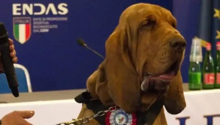 Arama Köpeğine Suikast: Çivili Sosisle Yapılan İnanılmaz Saldırı