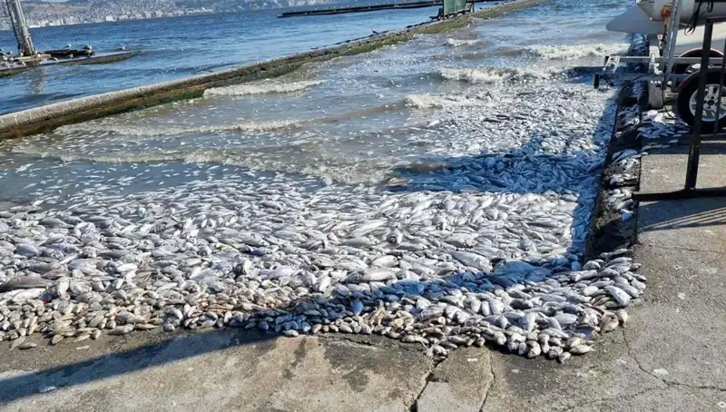 İzmir Körfezi'nde Tarihi Proje: Temizleniyor ve Yeniden Canlanıyor!