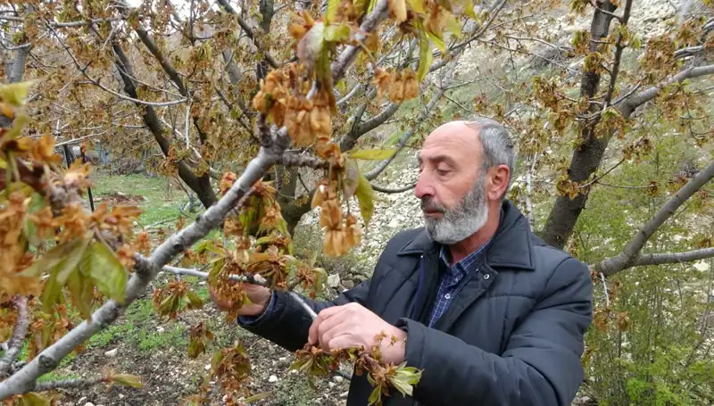 Zirai Don Alarmı: Albastı Kirazında Üreticiler Ciddi Kayıplar Yaşıyor