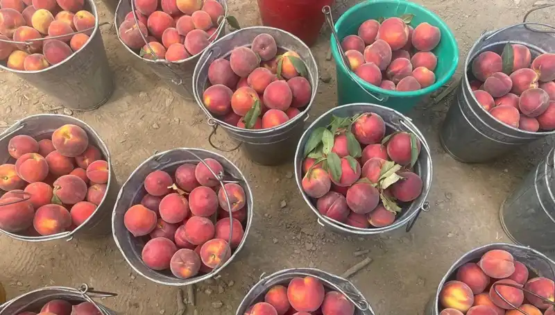 Çiftçilerin Yüzü Güldü: Hasat Zamanı Gelince Fiyatlar Uçuşa Geçti!