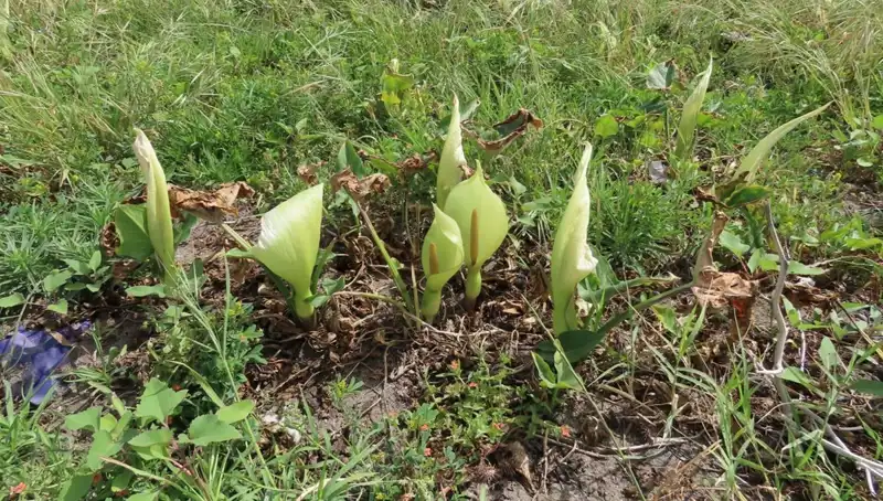 Dünyada 30, Türkiye'de 13 Türü Bulunan Tirşik Yeniden Tehdit Altında